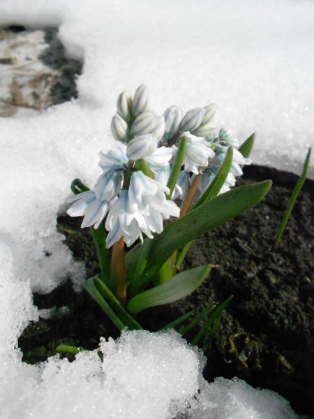 Первоцветы (подснежники, крокусы, гиацинты).