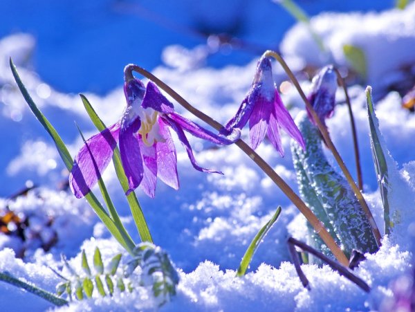 Кандык Сибирский в снегу