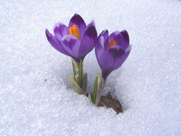 Crocus neapolitanus