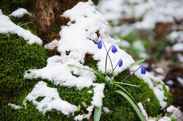 Трава из под снега