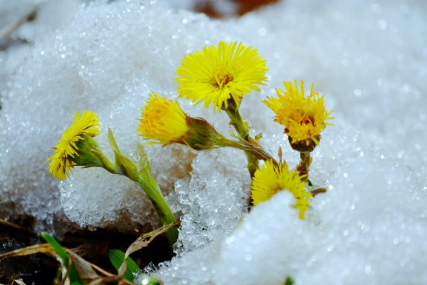 Весенние цветы мать и мачеха