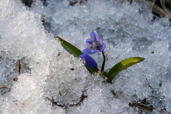 Пролеска Росток