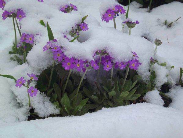 Примула Майский снег