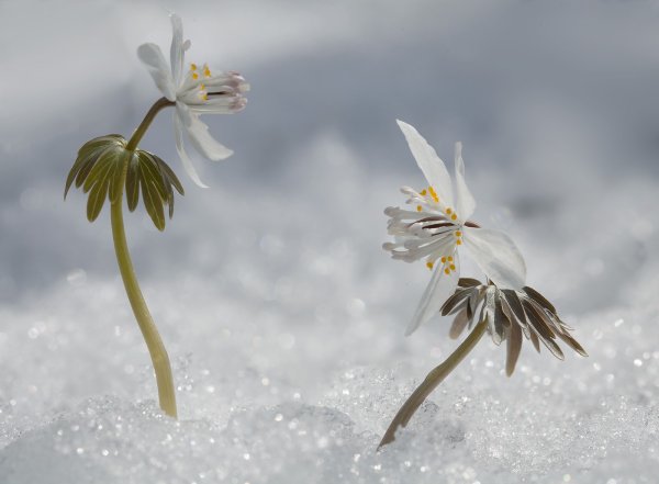 Подснежник тычинки