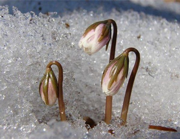 Росток подснежника