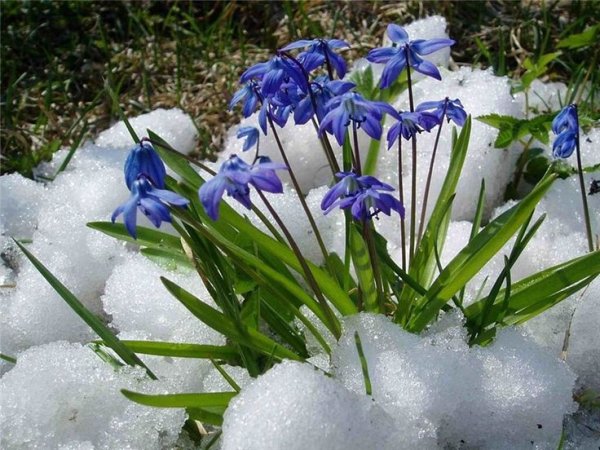 Первоцвет примула в снегу