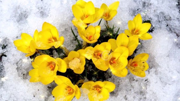 Зимние цветы