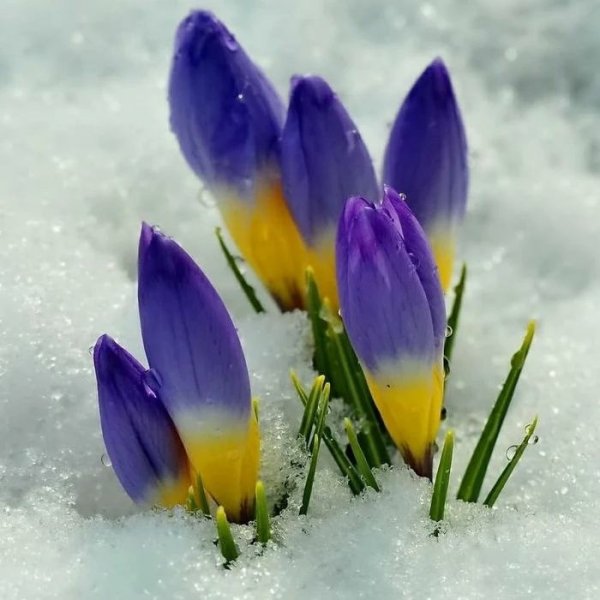 Первые весенние цветы