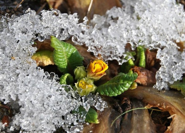 Первоцвет примула в снегу