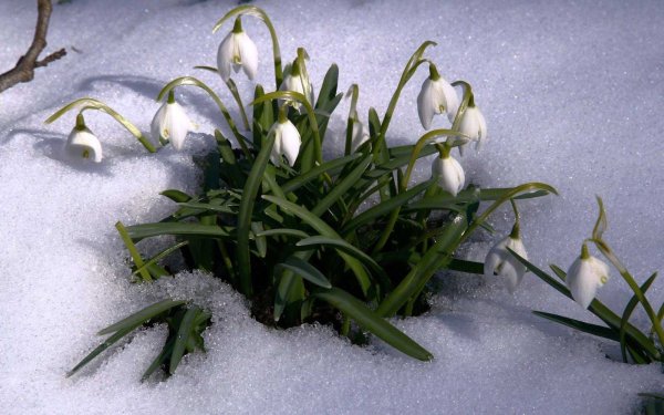 Подснежник снежный Приднестровье