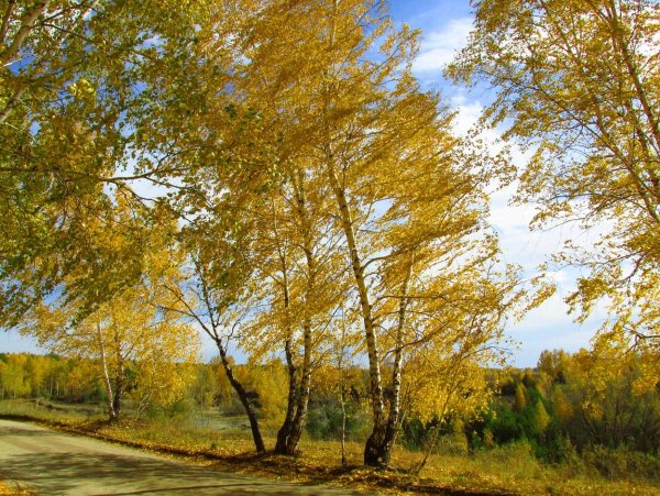 Ветер осенью