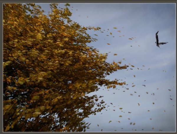 Листопад сильный ветер