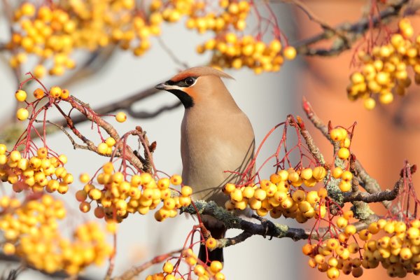 Свиристель с ягодой