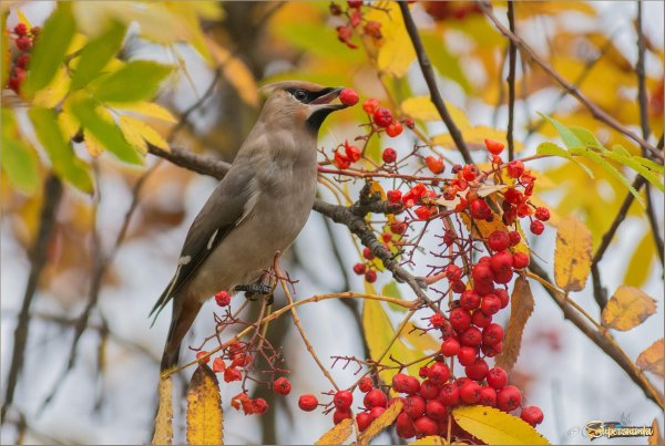 Дубонос рябинник