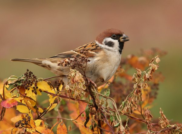 Осенний Воробей