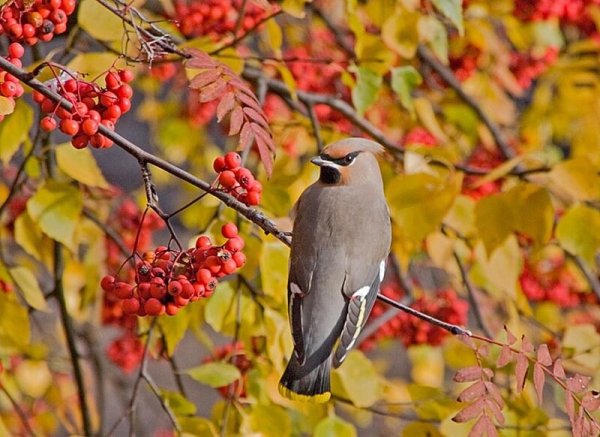 Птицы осенью в лесу