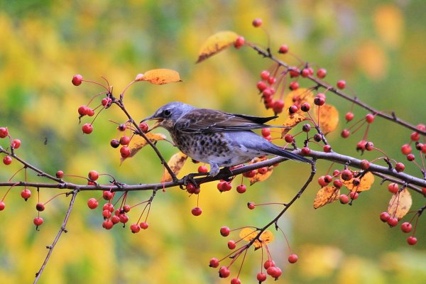 Осенний рябинник