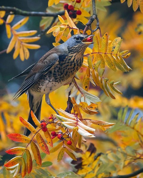Клест рябинник