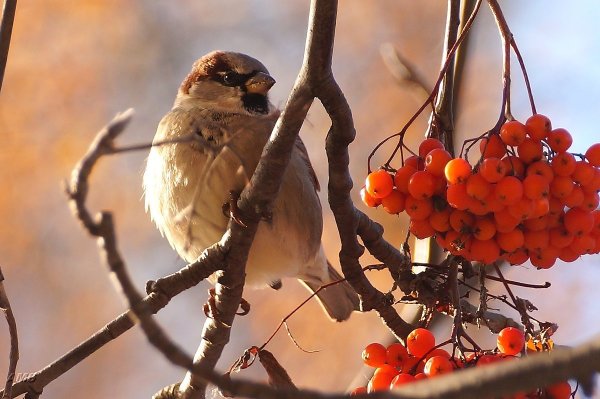 Поздняя осень птицы