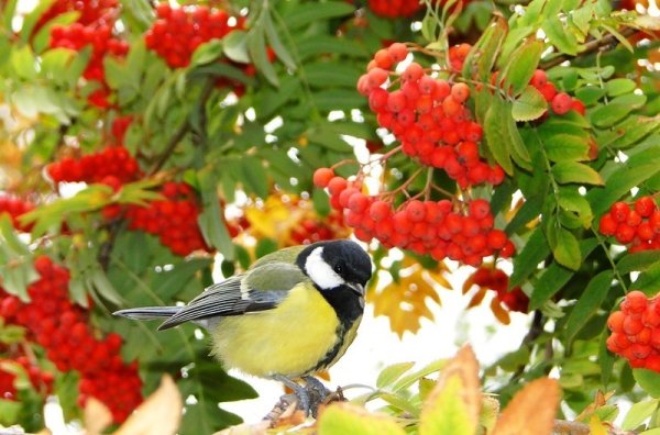 Синичка на рябине
