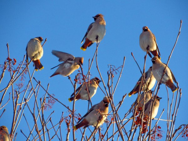 Лесные птицы Рязанской области