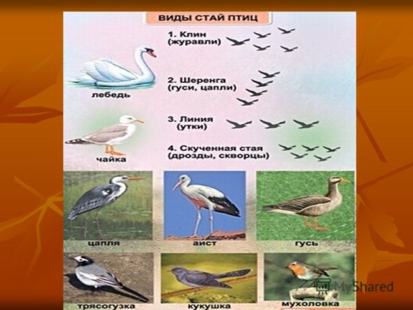 Перелетные птицы осенью для дошкольников