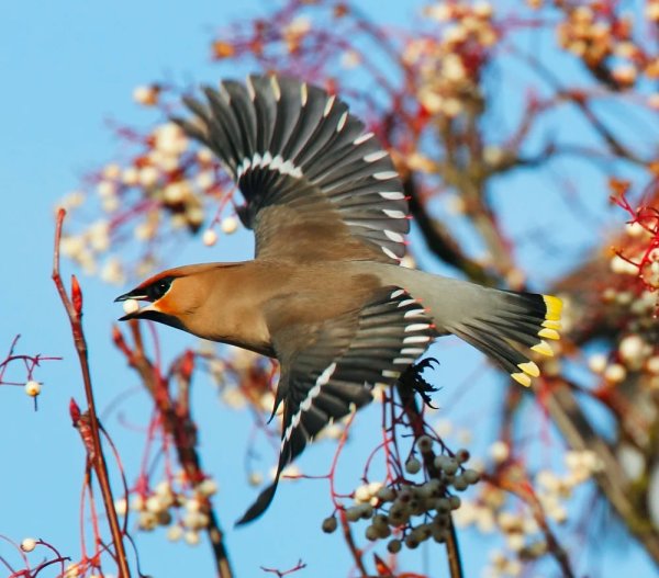 Свиристель птица фото