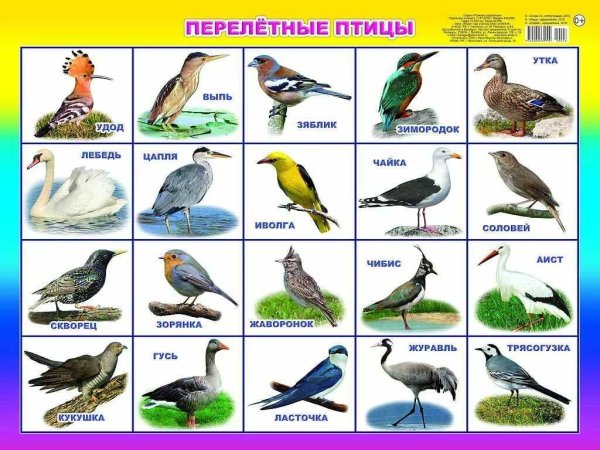 Птицы Подмосковья: фото и описание