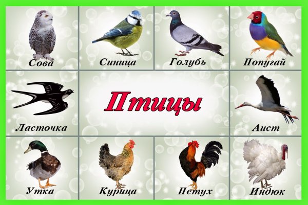 Птицы для дошкольников