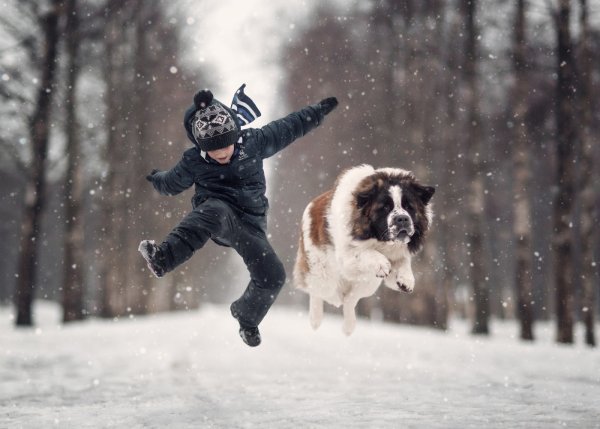 Животные радуются снегу