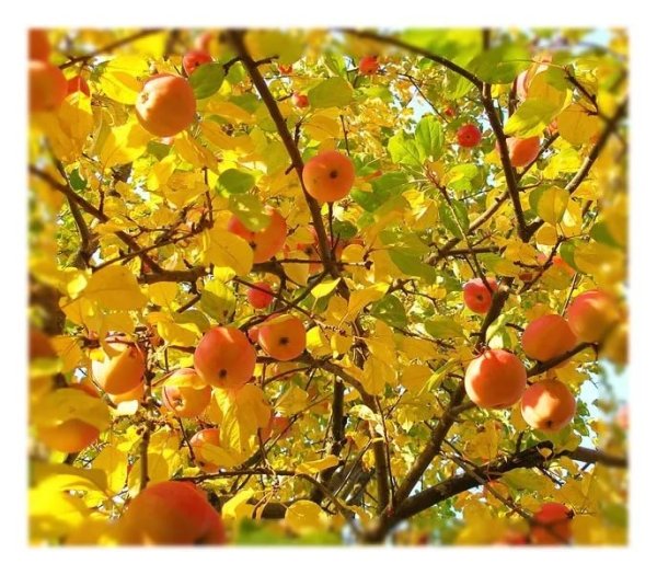 Яблоневый сад осенью