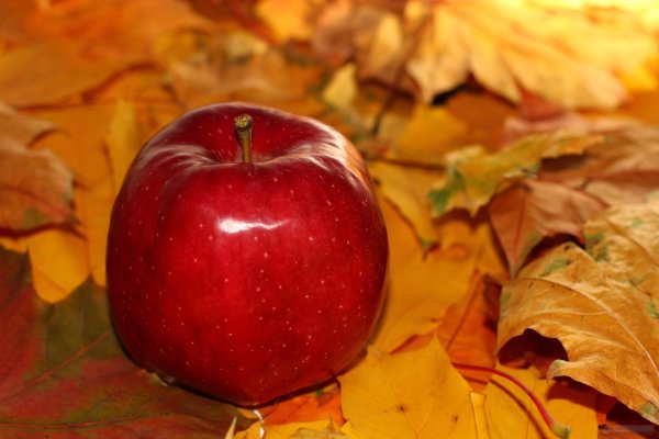 Осенние яблоки