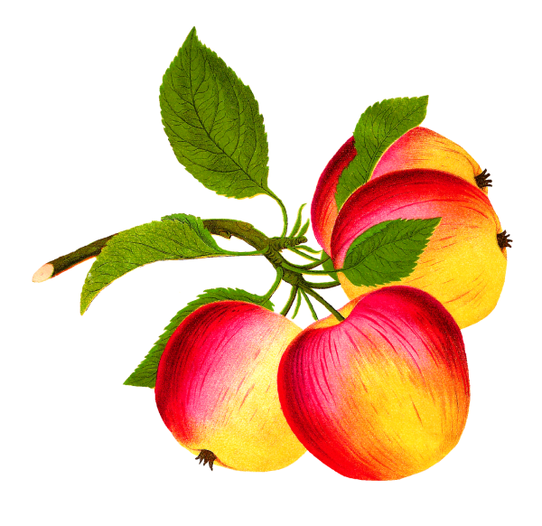 Яблоко нарисованное на прозрачном фоне