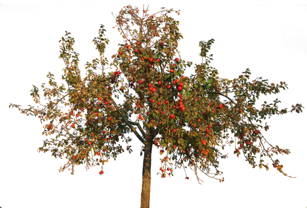 Яблоня роялти PNG