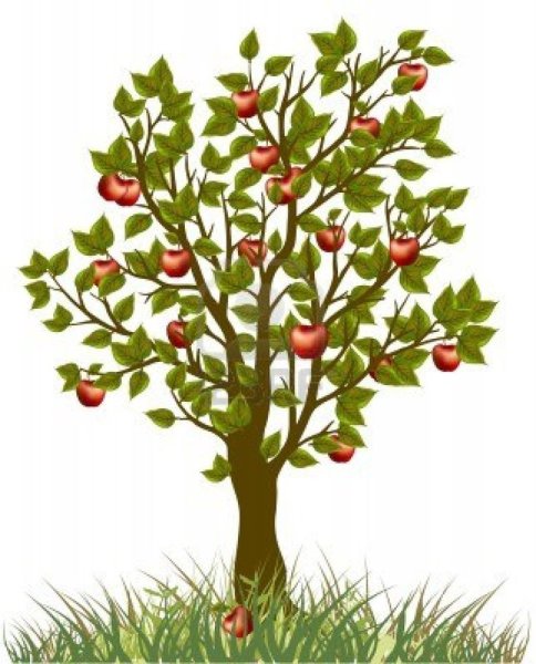 Яблоня дерево