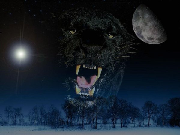 Пантера Луна