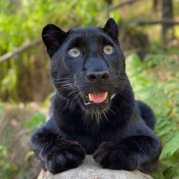 Пантера Луна Красноярск