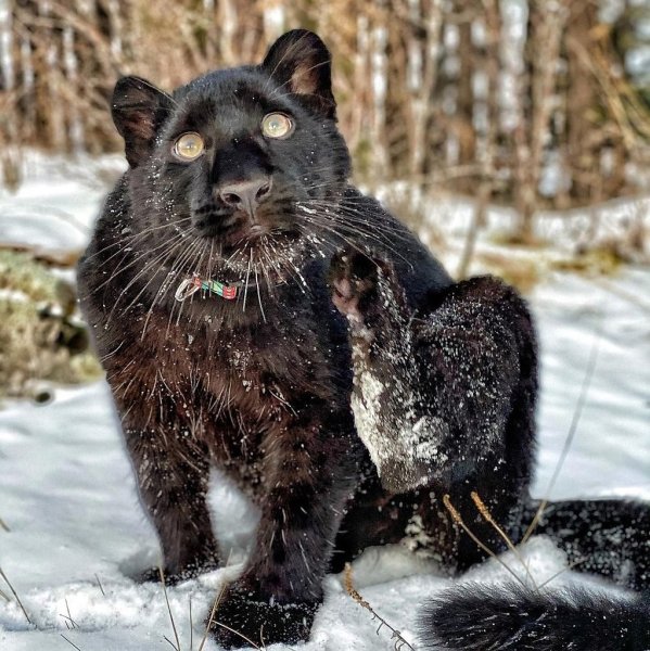 Пума Луна и ротвейлер