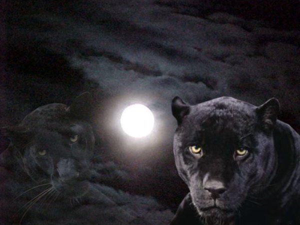 Луна пантера черная