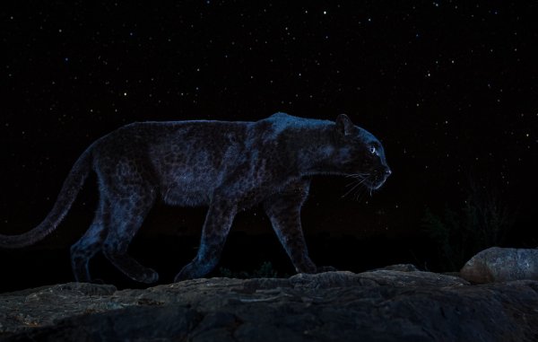 Пантера на фоне Луны