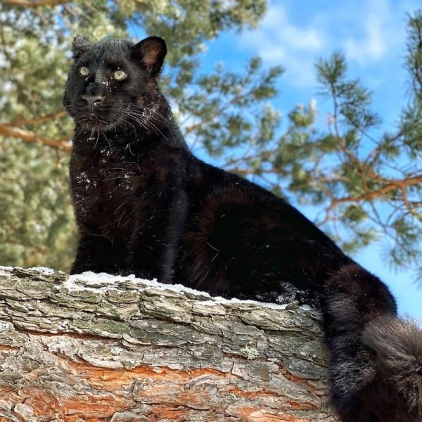 Домашняя пантера