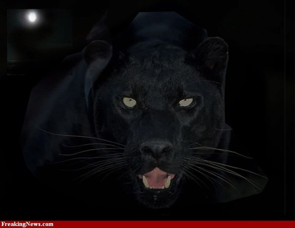 Пантера ночью