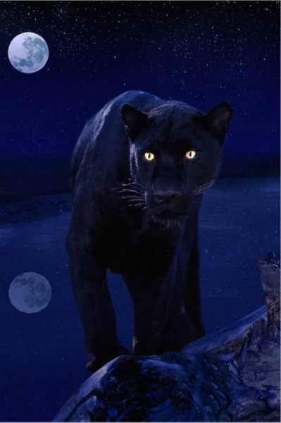 Лунная пантера