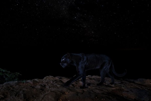 Пантера ночью