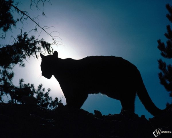 Пантера ночью