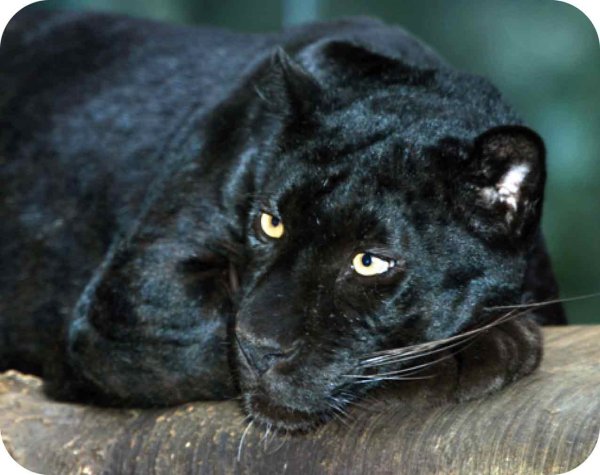 Пантера животное