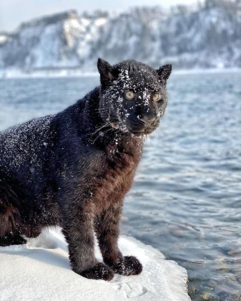 Пантера Луна