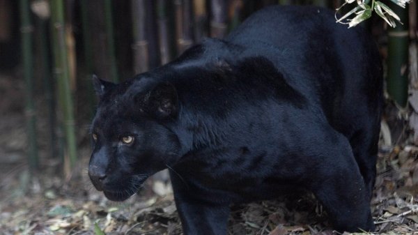 Черная Пума Тотем