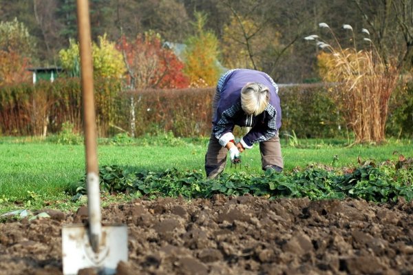 Работа в огороде