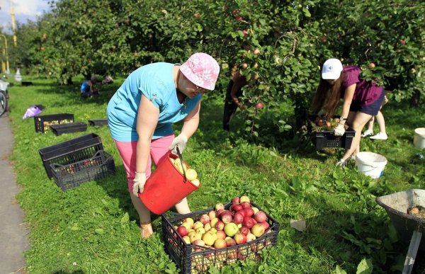 Уборка урожая в саду